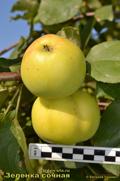 Яблоня Зеленка Cочная - описание сорта и фото яблок